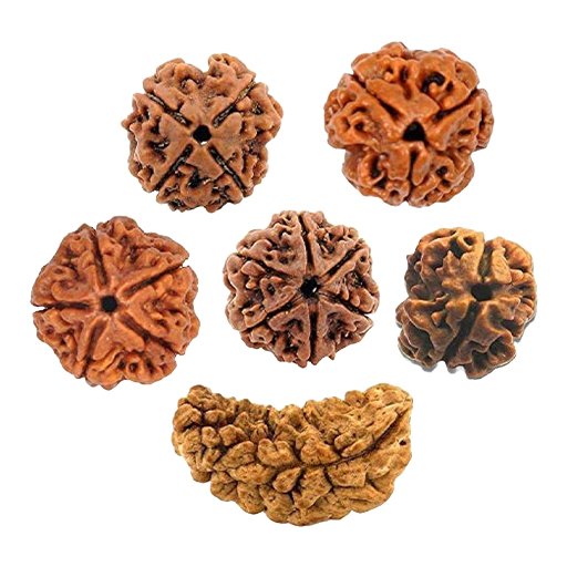 Sri Durga Devi Jyotishyam - Rudraksha